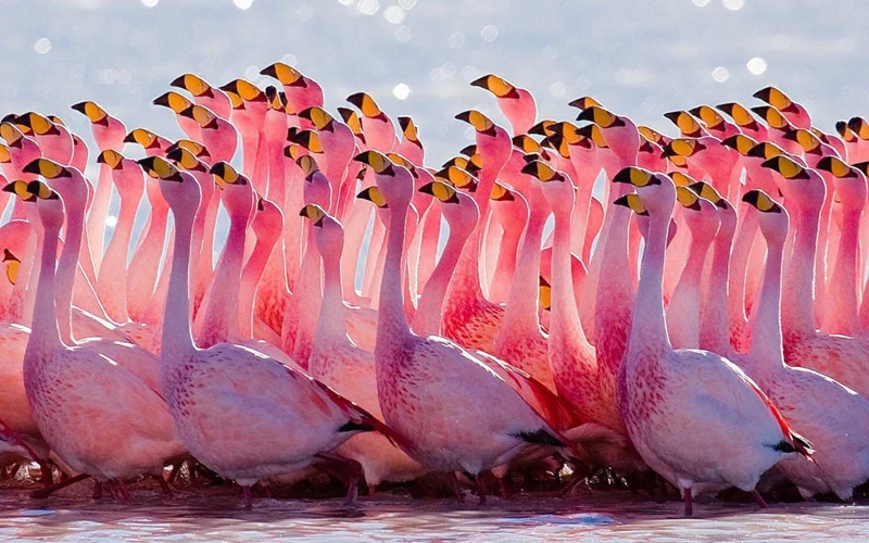 Chiêm ngưỡng những loài chim đẹp nhất thế giới: Hồng hạc có đứng đầu?