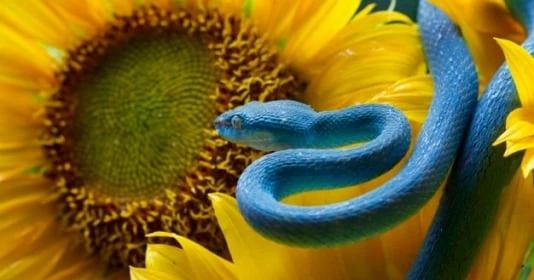 Tuần mới (18-24/7): 3 con giáp Thần Tài nuông chiều không phát tài cũng khó