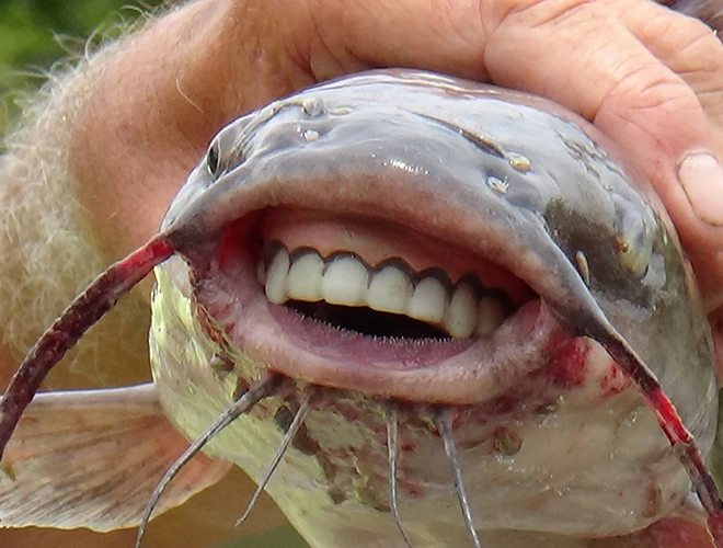 Những loài động vật kỳ lạ nhất hành tinh, ai thấy cũng kinh ngạc