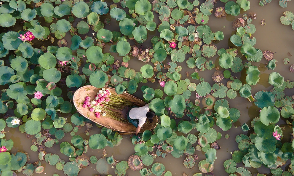 Khám phá đầm sen có hơn 150 loài sen quý, thu hoạch cả nghìn bông mỗi ngày