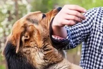 Phòng bệnh dại bắt đầu từ thói quen nuôi thú cưng đúng cách