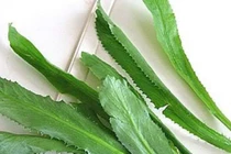 Tác dụng kỳ diệu của lá mùi tàu 