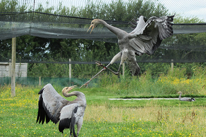 Một cặp chim sếu đánh nhau tại trung tâm bảo tồn động vật WWT Slimbridge ở Gloucestershire, Anh.