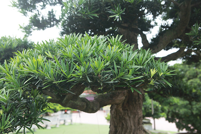 Cây tùng này cũng thuộc tùng lá nhỏ, rất được ưu chuộng trong giới chơi cây cảnh