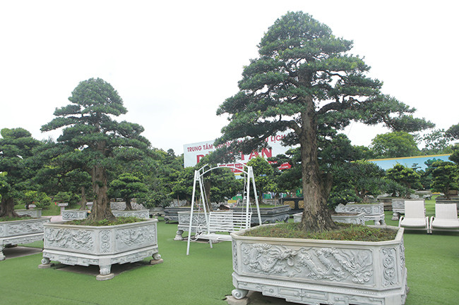 Chủ nhân của những cây tùng ta là anh Lê Văn Dũng (TP. Sông Công, Thái Nguyên). Đây là bộ 3 cây tùng bản địa rất hiếm vì chúng rất lớn.