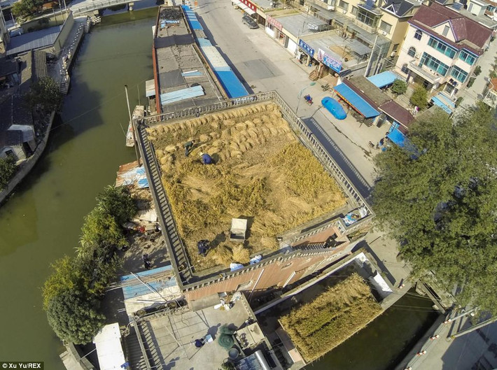 Ông sử dụng thửa ruộng rộng 120 m2 ở trên độ cao 13m để trồng lúa và những loại rau quả khác.