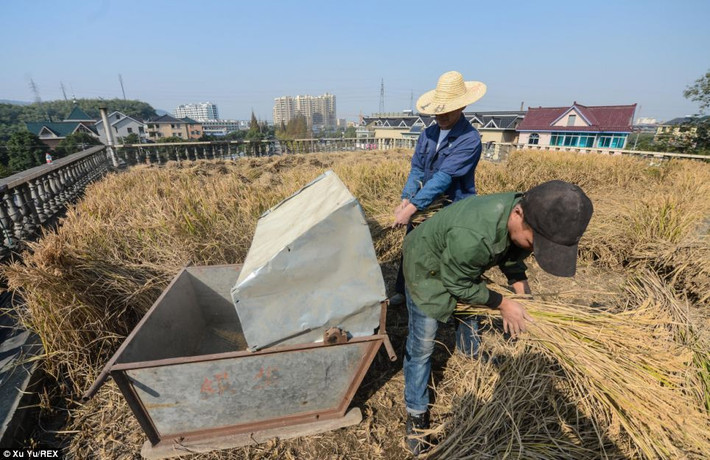 Ông Peng bắt đầu trồng lúa và hoa màu trên mái nhà từ cách đây vài năm.