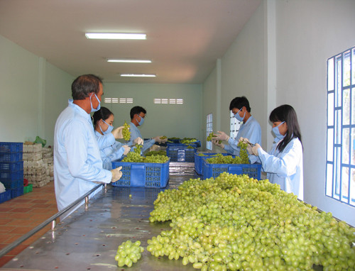 Sau đó được công nhân đem về phòng phân loại, bỏ hết những quả không đạt tiêu chuẩn.