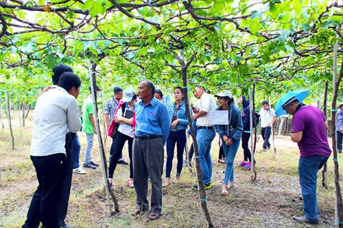 Ông Mọi cho biết: Trang trại nho Ba Mọi của ông ở xã Phước Thuận, huyện Ninh Phước, tỉnh Ninh Thuận, nhiều năm nay đã trồng, buôn bán nho sạch được trồng theo tiêu chuẩn VietGap. Hiện tại ông đã mở thêm dịch vụ du lịch sinh thái ngay tại vườn nho nhà mình để phục vụ khách tham quan du lịch. Tại đây, khách không chỉ được tham quan mà còn được thưởng thức miễn phí nho tươi và các sản phẩm làm từ nho.