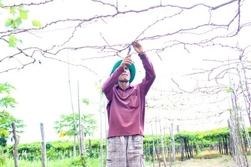 Sau mỗi vụ thu hoạch, người nông dân sẽ cắt tỉa lại cành lá để chuẩn bị cho vụ kế tiếp.