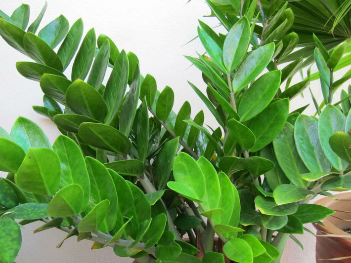 Chính vì vậy, người mệnh Thổ đừng nên để ý không trồng loại cây này trong nhà kẻo tan gia bại sản. Đồng thời, những người thuộc mệnh Thủy cũng không nên trồng kim tiền, nếu có trồng thì chỉ nên trồng thủy sinh sẽ tốt hơn.
