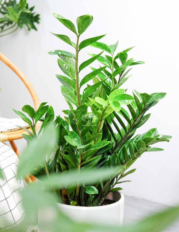 Theo các chuyên gia phong thủy, nếu bạn định trồng cây kim tiền thì cần phải lựa chọn được vị trí thich hợp. Bạn nên bạn hãy đặt cây kim tiền trên bàn làm việc của mình vừa kích hoạt lộc khí vừa tốt cho sức khỏe bởi cây xanh cung cấp nguồn oxy tốt.