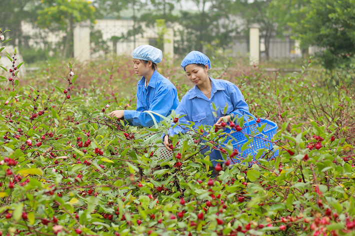 Hibiscus nở rộ vào thời điểm tháng 10, cũng chỉ thu hái trong vòng 15 – 20 ngày sau khi hoa nở vì để lâu, dược liệu sẽ kém phẩm chất.