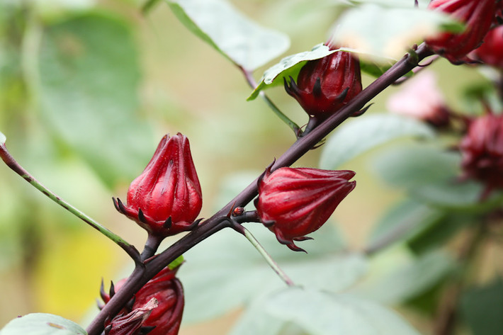Không chỉ ngâm Hibiscus phục vụ nhu cầu của gia đình, nhiều bà nội trợ tranh thủ thời gian rảnh rỗi chế biến hoa và rao bán vào đầu tháng 12, khi hoa đã qua mùa. Với giá khoảng 100.000 đồng/lít bao gồm cả siro và mứt đài hoa Hibiscus.