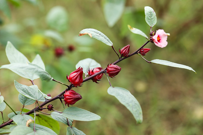 Vào mùa, người mua có thể tìm được loại hoa đặc biệt này tại nhiều cửa hàng, sạp chợ, mức có giá dao động từ 15.000 - 20.000 đồng/kg, thời điểm “sốt” hàng nhất giá Hibiscus vào khoảng 25.000 -30.000 đồng/kg.