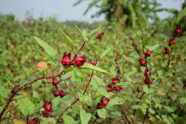Hibiscus dễ trồng bằng hạt, thích hợp với điều kiện khí hậu nhiệt đới, có thể trồng trong các vườn gia đình để lấy đài hoa làm nước uống và làm thuốc.