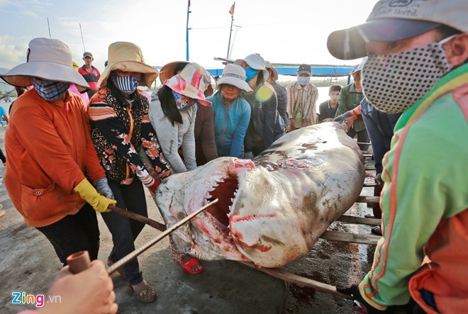 Không có dụng cụ hỗ trợ, phụ nữ ở Thủy Đầm phải dùng tay để lăn cá lên trên gần chục chiếc đòn gánh.