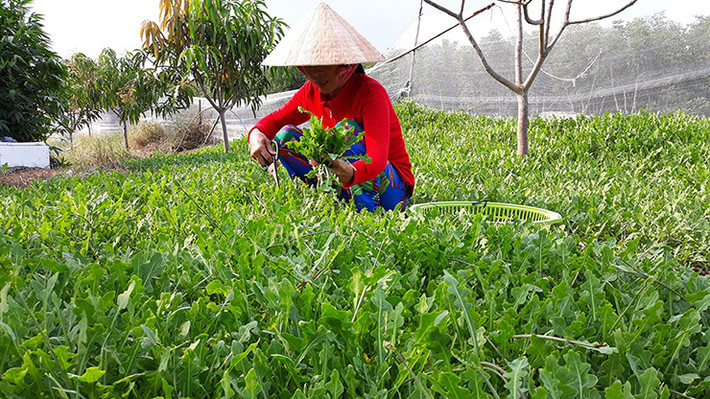 Cây sâm biển còn có tên gọi khác là sa sâm, mọc trên bãi cát ven biển và được phát hiện vào năm 1981