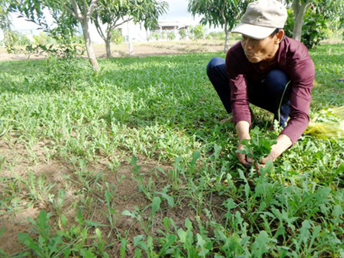 Hiện rau sâm biển sốt trên thị trường, nhiều người tìm mua, đặc biệt các công ty sản xuất dược liệu thu mua số lượng lớn