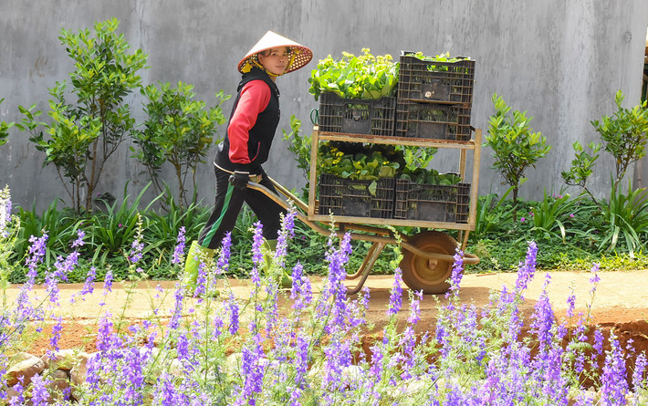Du khách đến đây có thể đến tham quan các khu nông trại trồng rau sạch...
