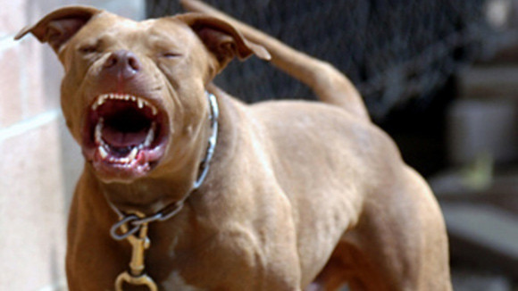 Theo tạp chí Forbes, dòng chó Pitbull được xếp vào danh mục 11 giống chó nguy hiểm nhất đối với con người trong tổng số hơn 400 loài chó hiện nay trên thế giới. Thậm chí, theo bảng xếp hạng giống chó nguy hiểm thì loài Pitbull được đứng đầu trong số những loài nguy hiểm nhất.