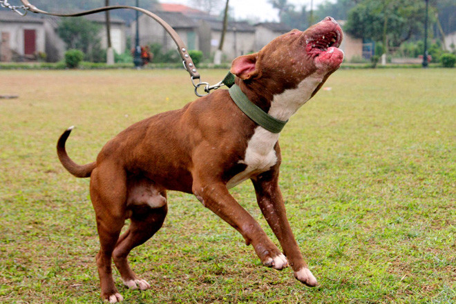 Pitbull có thể tỏ ra ương bướng và dữ dằn nếu không được chủ nhân dạy dỗ một cách chu đáo và bài bản.