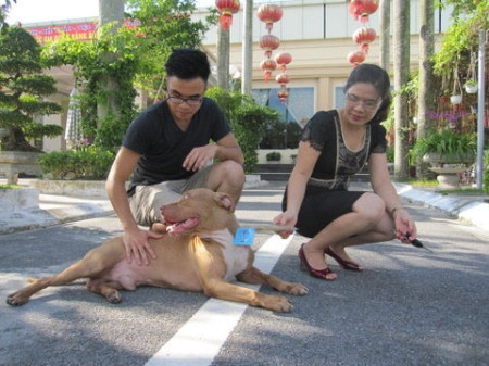 Từng có ý tưởng xây dựng "trường đấu chó" trong chính trang trại của mình nhưng gặp quá nhiều ý kiến phản đối, Tuấn "trắng" đành ngậm ngùi từ bỏ ước mơ. Tuy nhiên, năm 2009, dù tốn kém và khó khăn nhưng Tuấn "trắng" vẫn mua bằng được một cặp Pitbull (chó thi đấu tại các sàn của Trung Quốc) với giá hàng chục nghìn USD. Ảnh: Pitbull được chăm sóc huấn luyện bài bản sẽ rất khôn ngoan, đáng yêu.
