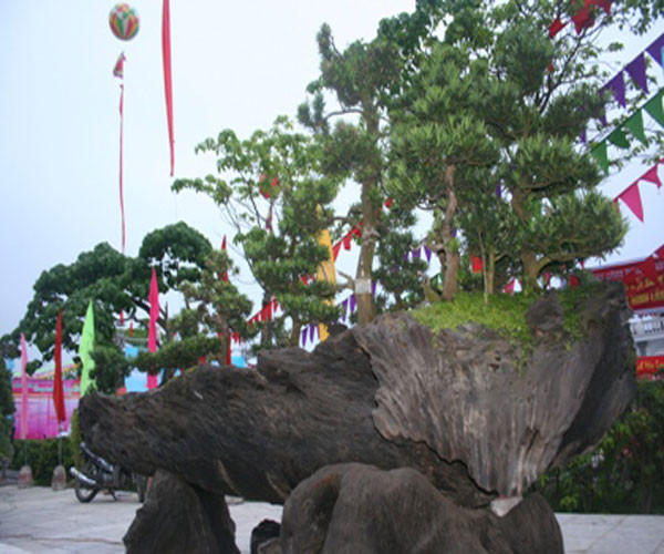Ông Phạm Đức Thịnh, đại gia nổi danh trên các diễn đàn cây cảnh, thường xuyên xuất hiện trong các cuộc bàn luận sôi nổi của giới chơi cây, từng tuyên bố bỏ ra 150 tỷ đồng để mua nhiều cây đẹp về chơi.