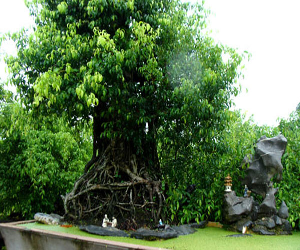 Cây sanh trù phú với giá 2 tỷ đồng.