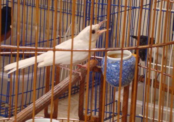Trong các loài chim quý, chích chòe than trắng cũng được dân chơi chim cảnh rất ưa chuộng. Loài chim này cũng có giá từ vài chục triệu đến trăm triệu đồng.