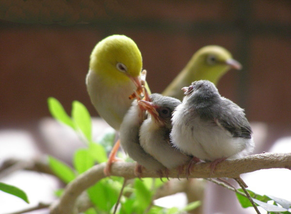 Những chú hoàng khuyên có nét kiêu sa, mắt đỏ như ngọc, chân hồng và mỏ hồng... có giá đắt đỏ nhất.