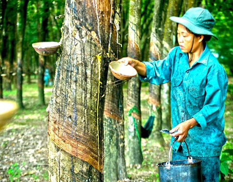 Hiện tập đoàn có 2 công ty cao su tại tỉnh Điện Biên với khoảng 5.000 ha cao su đã được trồng. Trong thời gian tới, tập đoàn dự kiến đầu tư mở rộng thêm khoảng 10.000 ha cao su tại huyện Mường Nhé. Ngoài ra, các doanh nghiệp cao su trên địa bàn tỉnh sẽ đầu tư các nhà máy chế biến với tổng công suất hàng chục nghìn tấn/năm, tạo việc làm cho khoảng 10.000 lao động.