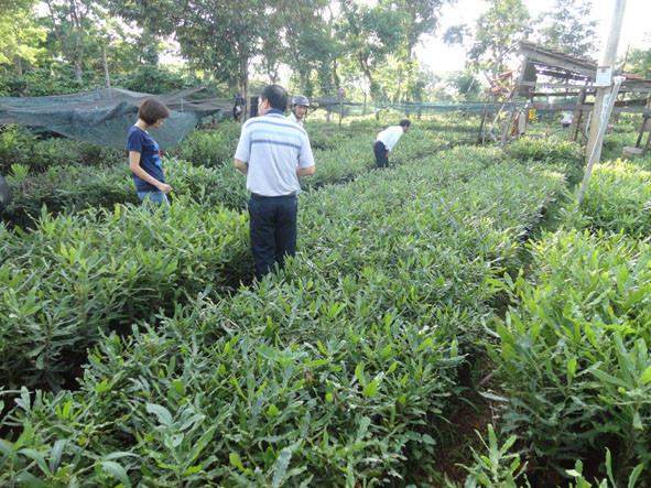 Trong hai năm 2012-2013, công ty Maccadamia Điện Biên đã triển khai hợp tác trồng trên địa bàn tỉnh Điện Biên với tổng diện tích trên 50 ha cây mắc ca. Năm 2013, công ty cũng xây dựng vườn ươm tại xã Tà Lèng (TP Điện Biên) với quy mô 5 vạn cây/năm.