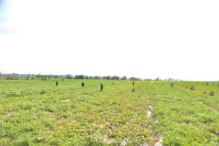 Trên cánh đồng dưa ở xã Thượng Tân Lộc (huyện Nam Đàn, Nghệ An), bà con nông dân đang tập trung thu hoạch dưa hấu. Vụ dưa năm nay, toàn xã trồng 195ha dưa hấu, trong đó, có khoảng 70ha dưa hấu trồng sớm hơn dưa chính vụ 20 ngày.