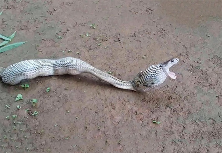 Tuy nhiên, do không thể tiêu hóa hết nên rắn hổ mang chúa đành chấp nhận nôn ra gần hết số trứng mà nó vừa cố gắng tống vào dạ dày.