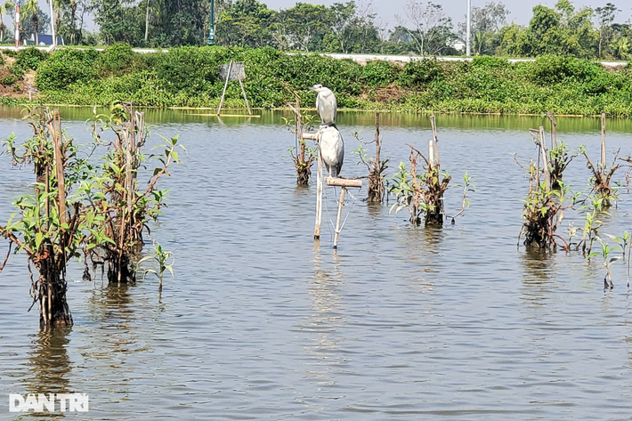 Chim mồi đứng dụ đồng loại (Ảnh: Hạnh Linh).