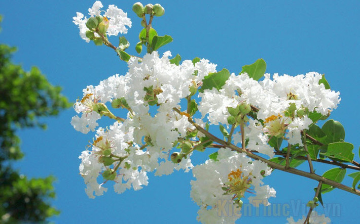 Sinh ngày 23 âm lịch. Người sinh ngày 23 âm lịch được trời ban phúc, sao tài lộc luôn sáng sủa. Người sinh ngày này năm 2023 sẽ có vận khí khác với trước. Ngay cả khi họ nghèo, họ sẽ cố gắng thoát nghèo và trở nên giàu có.