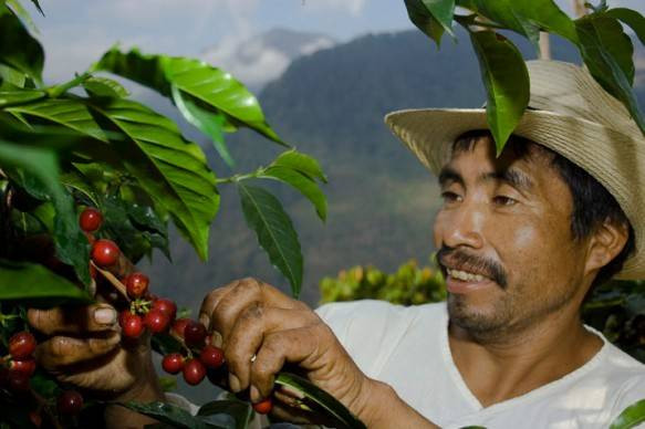 Cà phê El Injerto có nguồn gốc từ Huehuetenango, Guatemala. Năm 2006, loại cà phê này đứng ở vị trí thứ 4 trong giải thưởng "Cup of Excellence". Bạn có thể mua nó với giá 50 USD/pound.