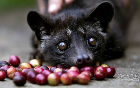 Luwak cà phê, thường được gọi là cà phê cầy hương, xứng đáng với vị trí số 1 trong danh sách 10 loại cà phê đắt nhất trên thế giới, được bán với giá 160 USD/pound. Đây là loại cà phê đặc biệt chỉ có ở Tây Lampung (Indonesia). Cầy hương sẽ ăn hạt cà phê và trong dạ dày, cà phê sẽ lên men một phần trước khi được thải ra. Mùi vị của nó chắc chắn sẽ khác nhiều soi với các loại cà phê thông thường khác.