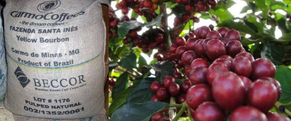 Được đánh giá cao nhất trong lịch sử những sản phẩm nhận danh hiệu "Cup of Excellence", loại cà phê Fazenda Santa Ines nổi tiếng và được đông đảo người dân ở Canada, Úc đón nhận. Sản phẩm cà phê độc quyền này được bán ở một số cửa hàng đặc biệt trên thế giới với giá 50 USD/pound. Những người từng thưởng thức loại cà phê này đều cho rằng nó có vị ngọt của hoa quả và caramen.
