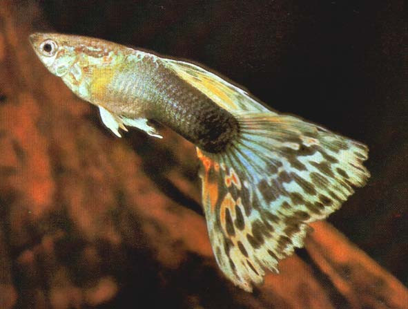 Tờ báo về cá lâu năm bậc nhất của Mỹ, Tropical Fish Hobbyist, số tháng 3/2004 chỉ đích danh cá 7 màu là nguy hiểm nhất hành tinh.