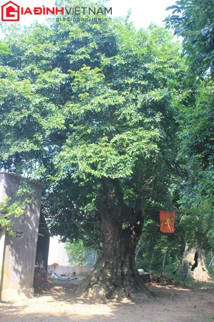 Ông Lê Minh Thưởng – hậu duệ đời thứ 18, trưởng dòng họ Lê tại xã Nghi Thịnh cho biết, theo những ghi chép trong gia phả thì 5 cây thị đã có từ khoảng cuối thế kỷ XIV, đầu thế kỷ XV.