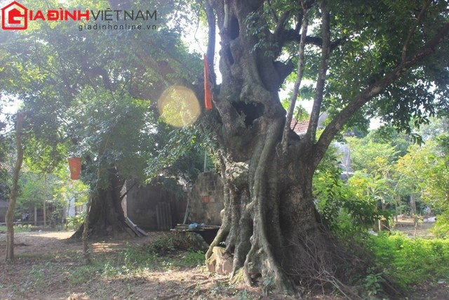 Ông Lê Minh Thưởng cho biết, năm 2004 có hai thương gia người Trung Quốc đến trả giá 5 cây thị giá 2,5 tỷ đồng. Sau đó, có một thương gia khác trả giá 5 "cụ thị" và toàn bộ đất đai với giá hơn 10 tỷ đồng, nhưng dòng họ Lê Văn không bao giờ đồng ý bán, mà muốn gìn giữ lại cho con cháu.