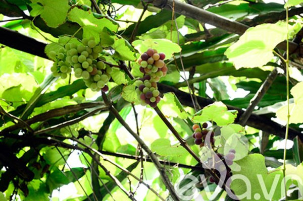 Để chăm sóc giàn nho, chị Hồng cho biết mỗi ngày gia đình chị tưới cây dạng phun sương 5-7 lần.