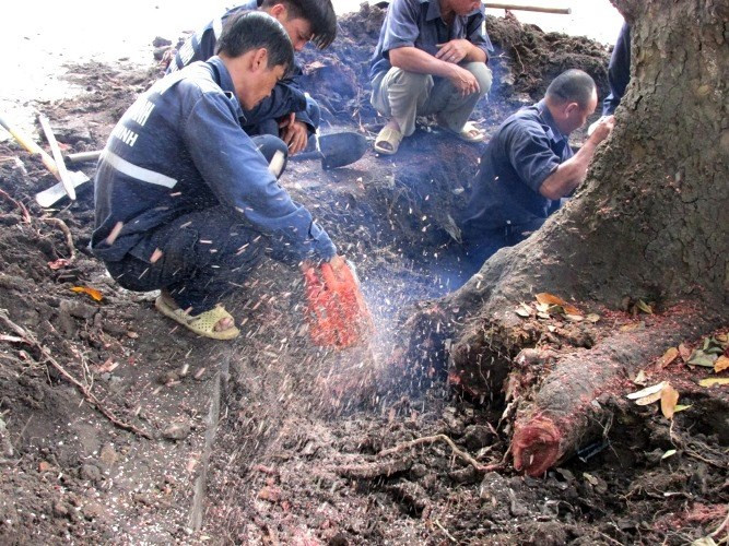 Gốc và rễ cây xà cừ rất to, các công nhân vất vả để đào bới và cắt sạch toàn bộ gốc rễ.