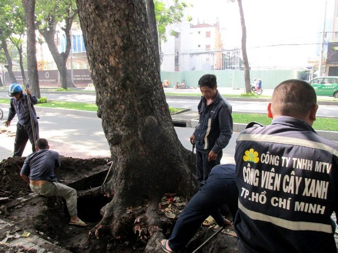 Nhiều lớp gạch vỉa hè bị dỡ bỏ để các công nhân đào bới gốc cây.