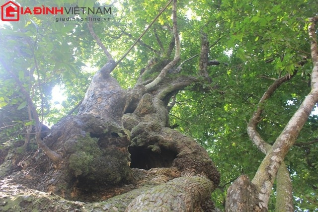 Trong khu vườn rộng chừng 2 hecta, quần thể các cây thị tọa mình xen kẽ giữa những ngôi nhà nhỏ thâm trầm của con cháu dòng họ Lê Văn.