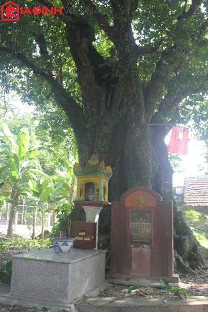 "Cụ thị" có tên Thị họ, quả nặng chừng nửa kg, gốc cây khoảng 9 người ôm.