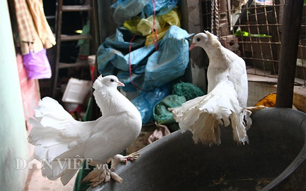 Trung bình mỗi năm, gia đình ông Tiến nuôi khoảng 150 con gà, hàng chục con ngan. Ngoài ra, ông còn nuôi chim bồ câu Pháp để chơi. Chỉ ba chuồng gà, mỗi chuồng có diện tích khiêm tốn khoảng 2m2 nhưng đủ cung cấp nguồn cung cấp thực phẩm thịt gà, ngan sạch cho không chỉ gia đình ông mà còn nhiều anh em và hàng xóm xung quanh.