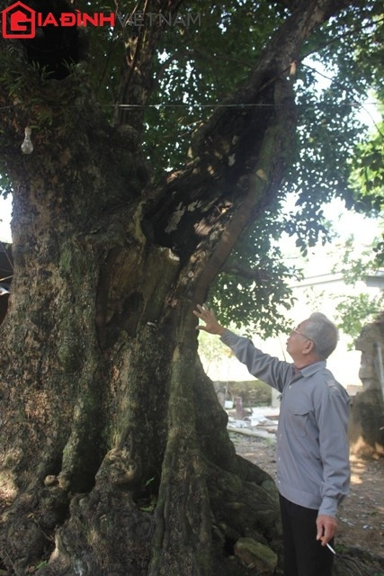 Vươn mình sừng sững như là biểu tượng của thời gian vĩnh cửu, thân thể các “cụ thị” khoác lên màu rêu phong cũ càng nhưng lá vẫn xanh nõn nà.